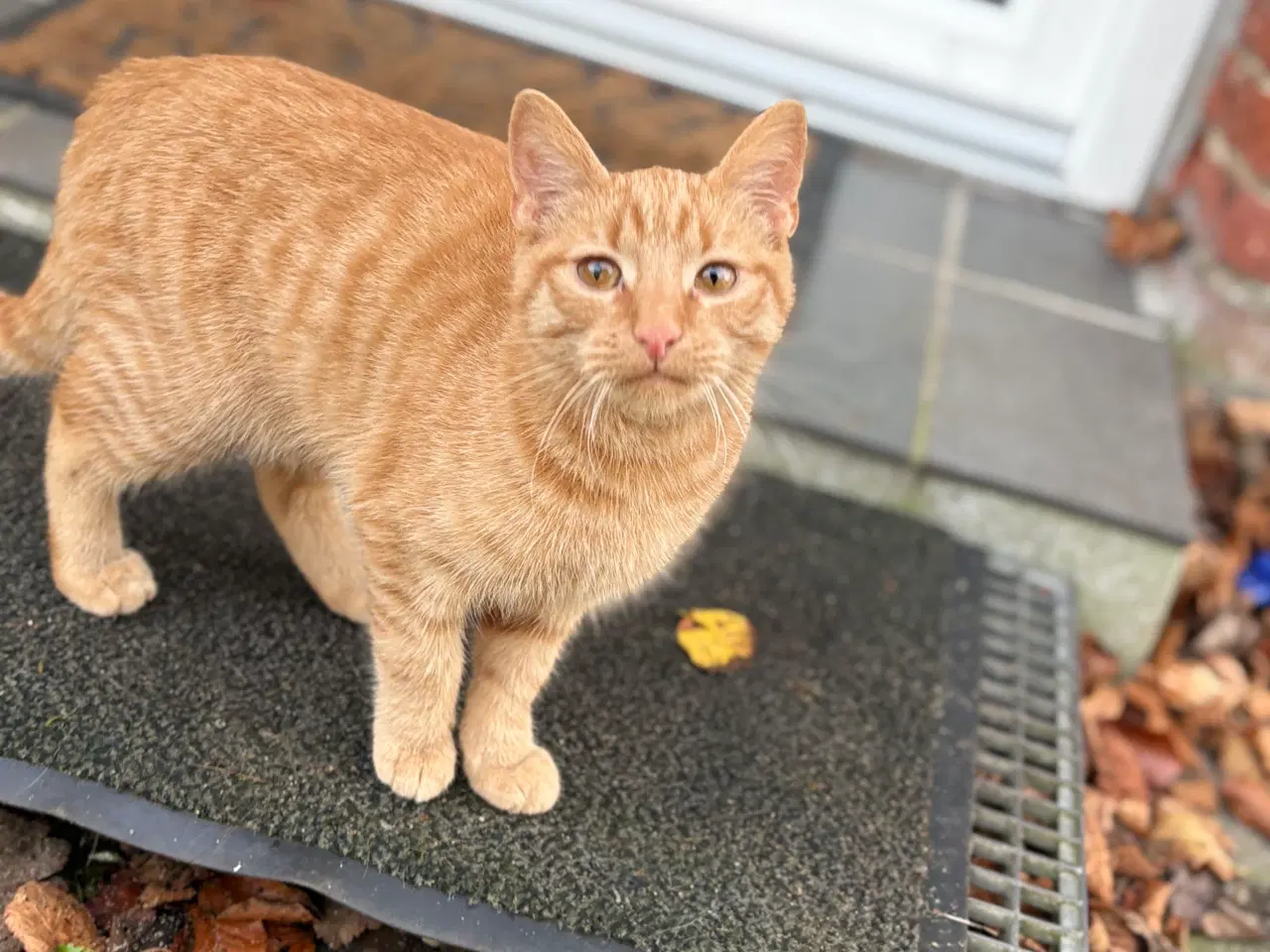 Billede 2 - Smuk orange hankilling🧡