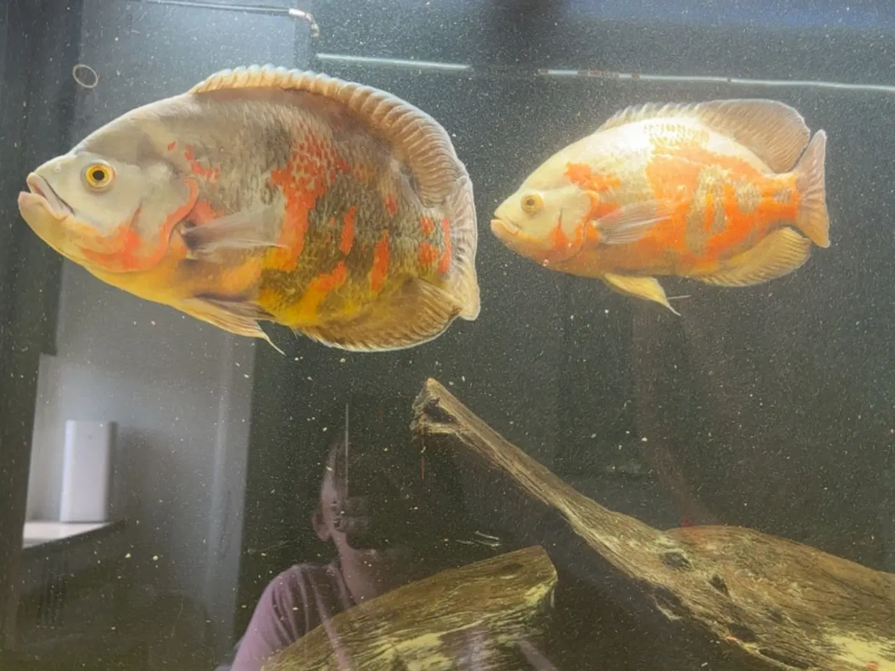Billede 2 - Bumble bee Oscar & albino Oscar