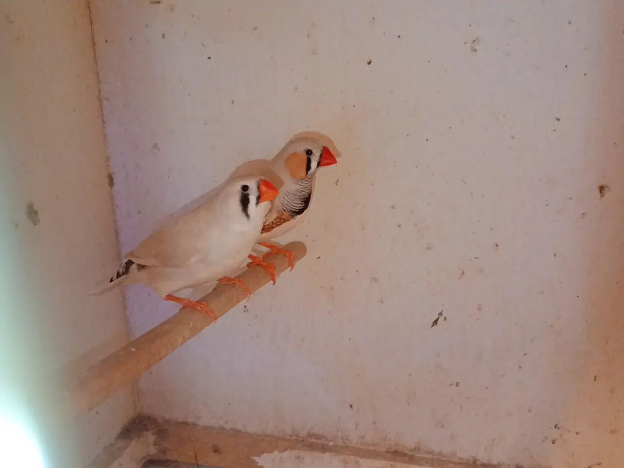 Billede 2 - Xl zebra opal/lysegrå