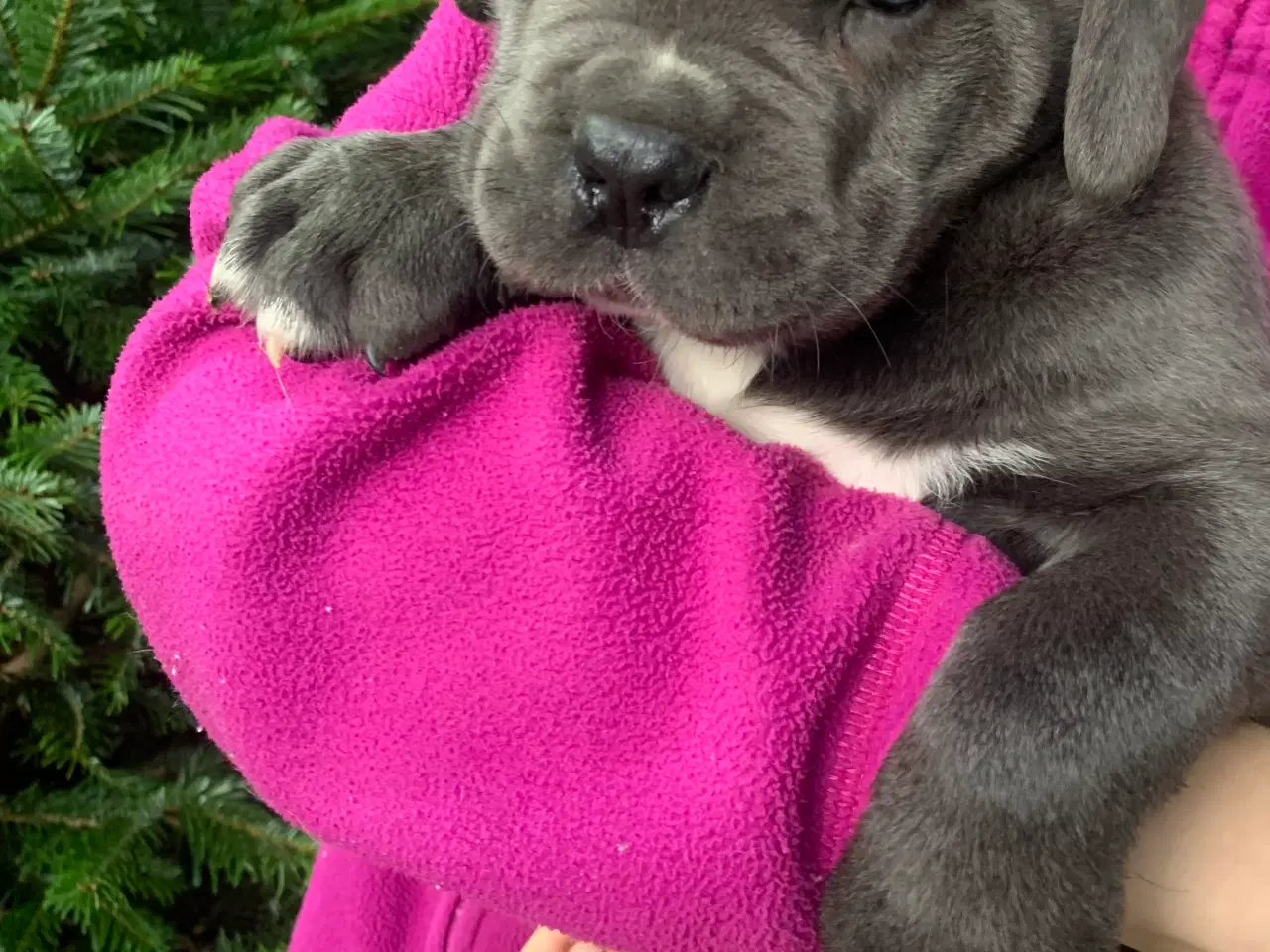 Billede 2 - Cane Corso Italiano hvalpe 