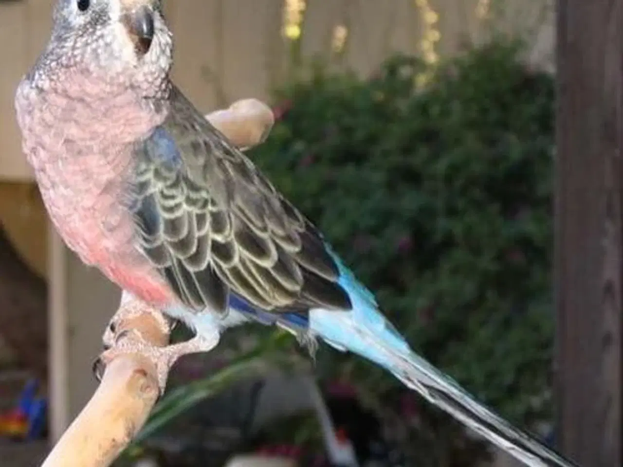 Billede 1 - Bourkes parakit købes