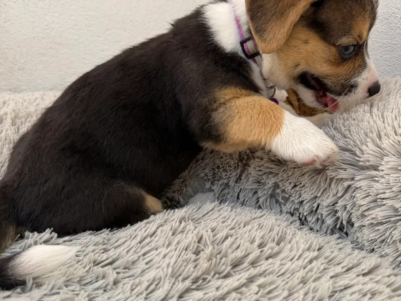 Billede 16 - Corgi Pembroke hundehvalpe