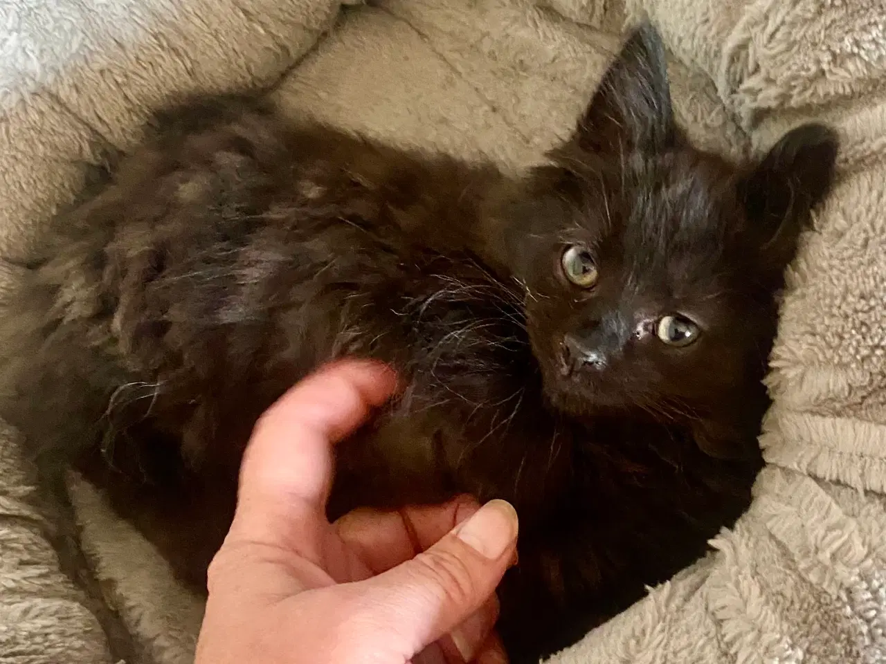 Billede 15 - Maine Coon Perser killinger