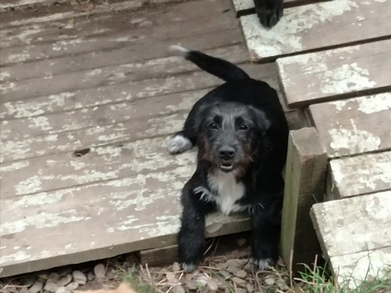 Billede 6 - Allis - Frisk lille kærlig pige