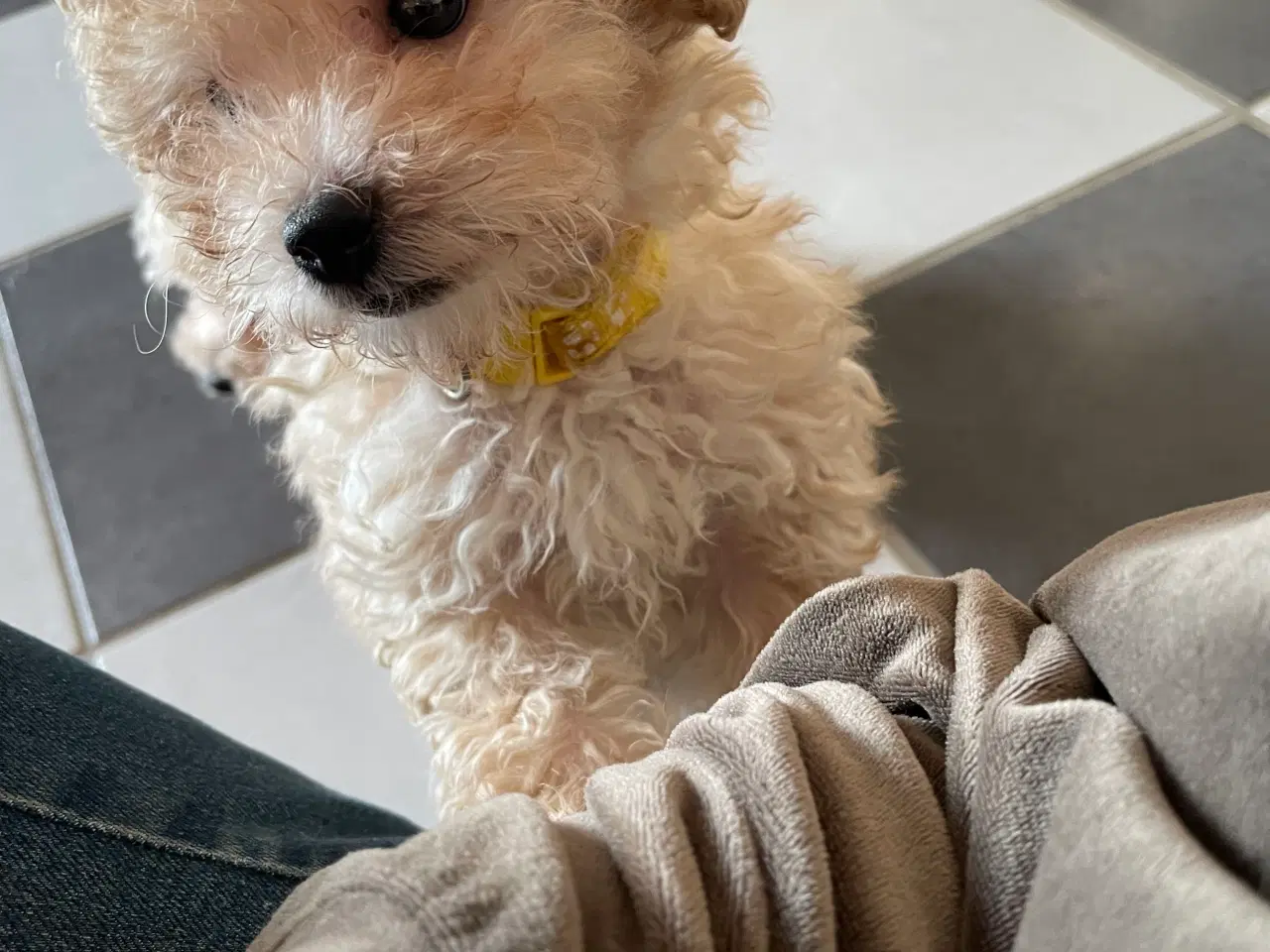 Billede 3 - Havapoo hvalpe - salgsklare..!