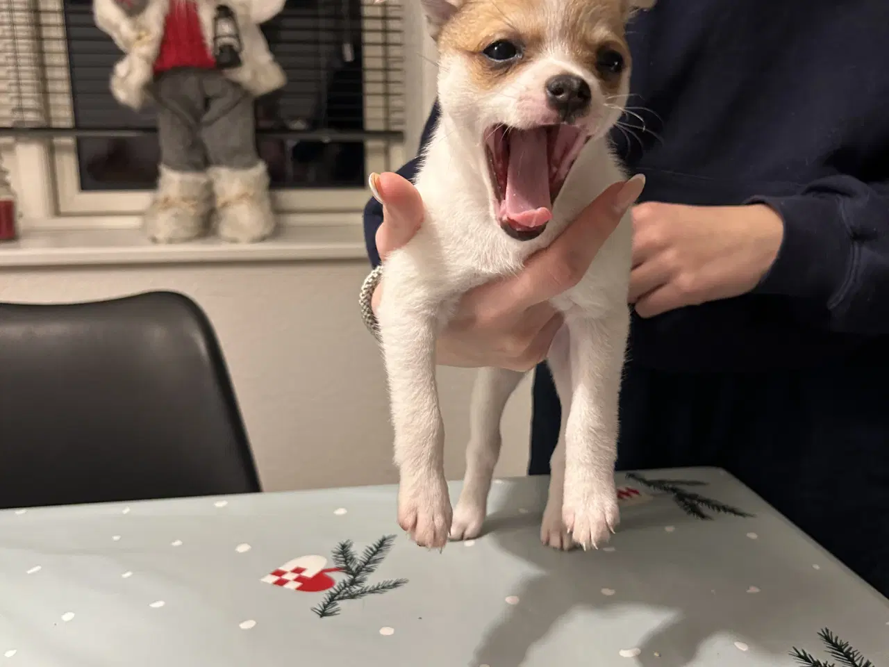 Billede 3 - pomchi hvalp