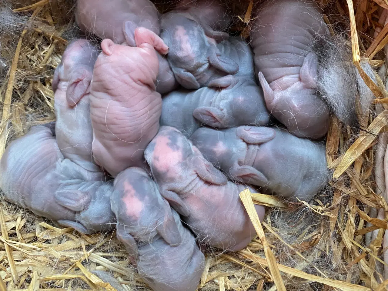 Billede 4 - FRANSK VÆDDER HAN ISABELLA KATTETEGNET