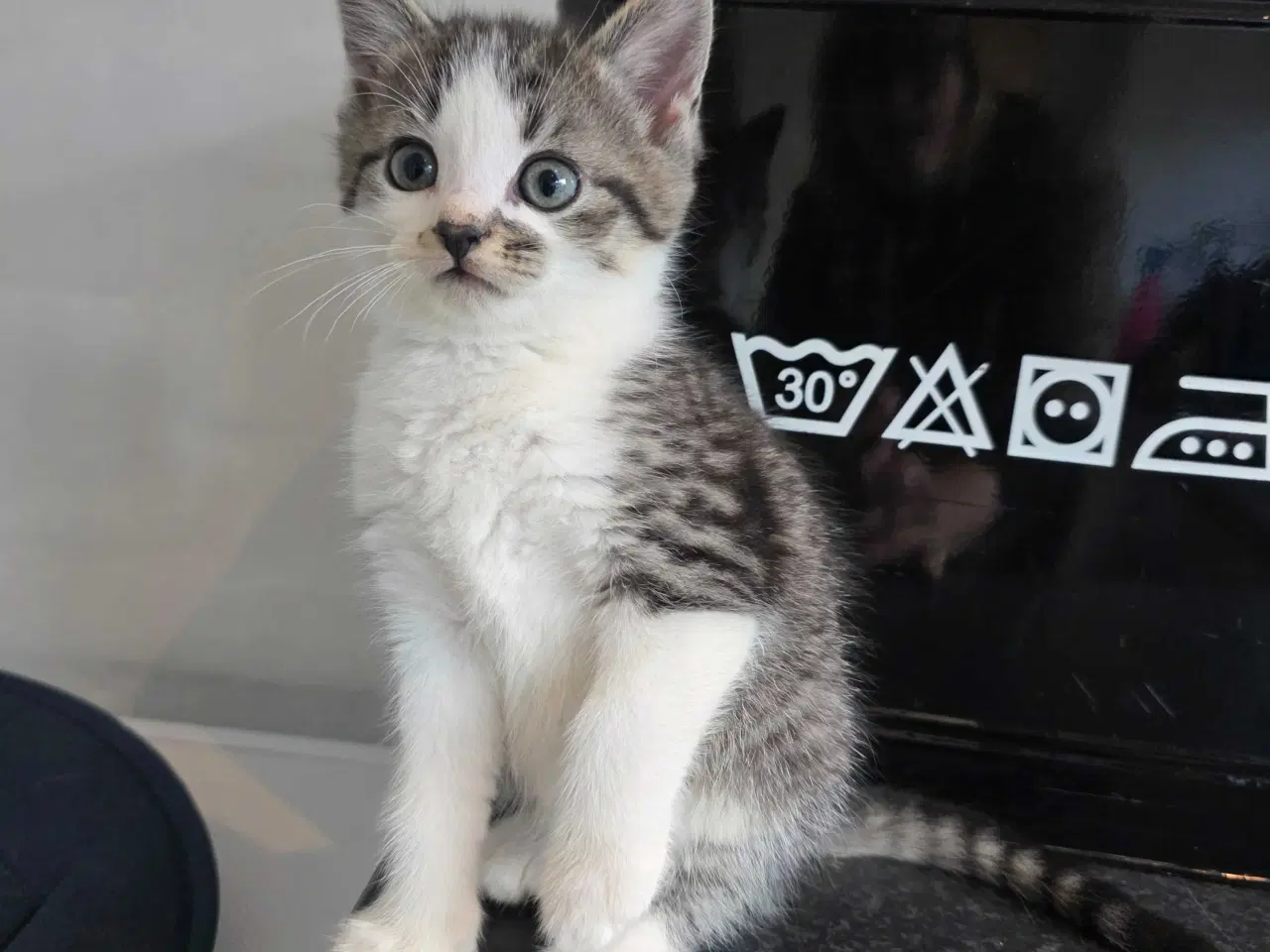 Billede 1 - Søde kattekillinger - 5 killinger