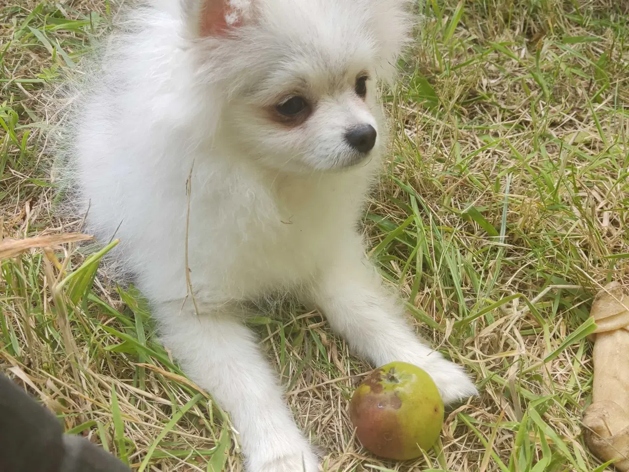 Billede 1 - Mini Pomeranian 