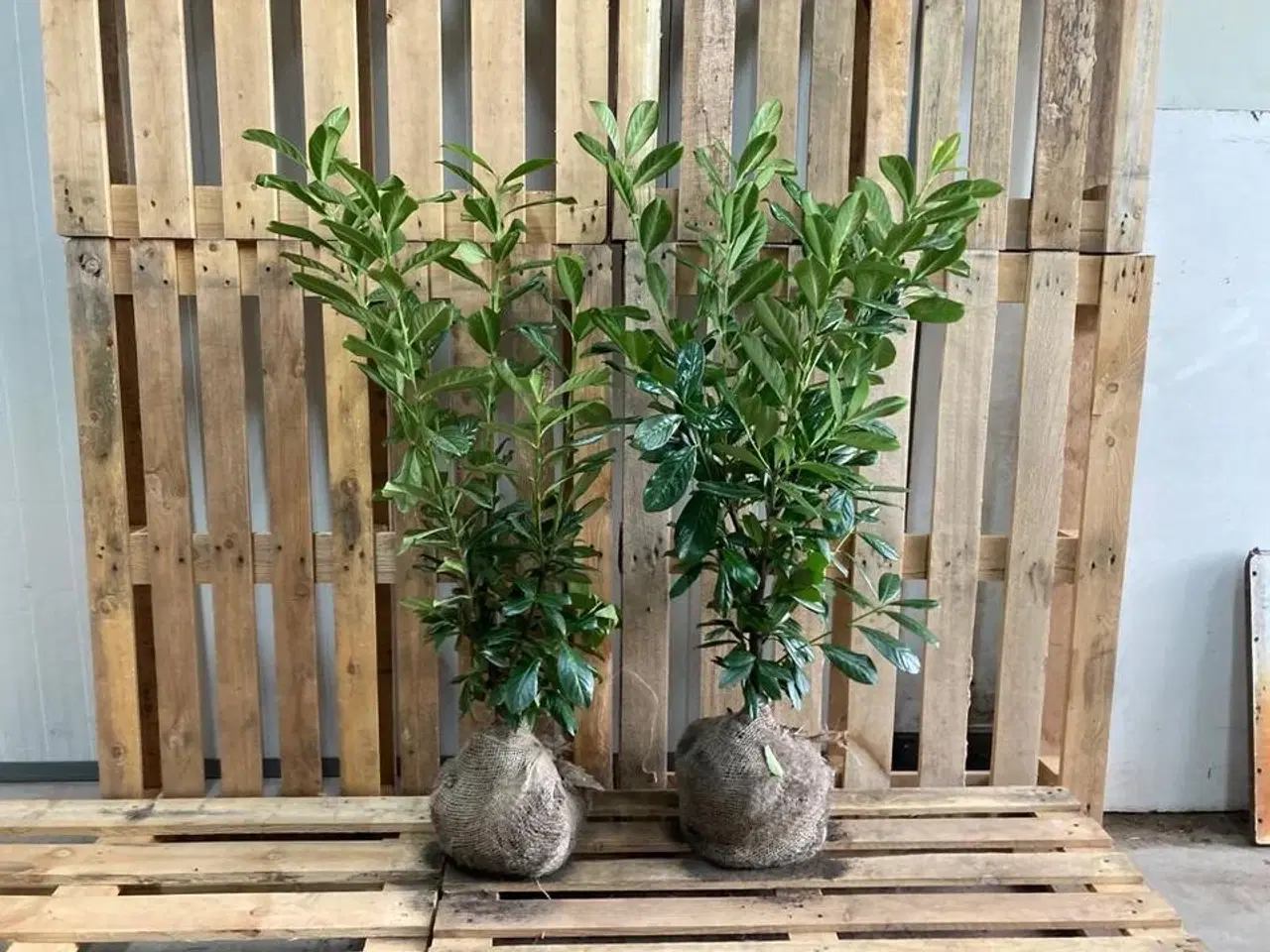 Billede 1 - 100 stk. Cherry laurel Prunus laurocerasus 'Novita' 80-100 cm.