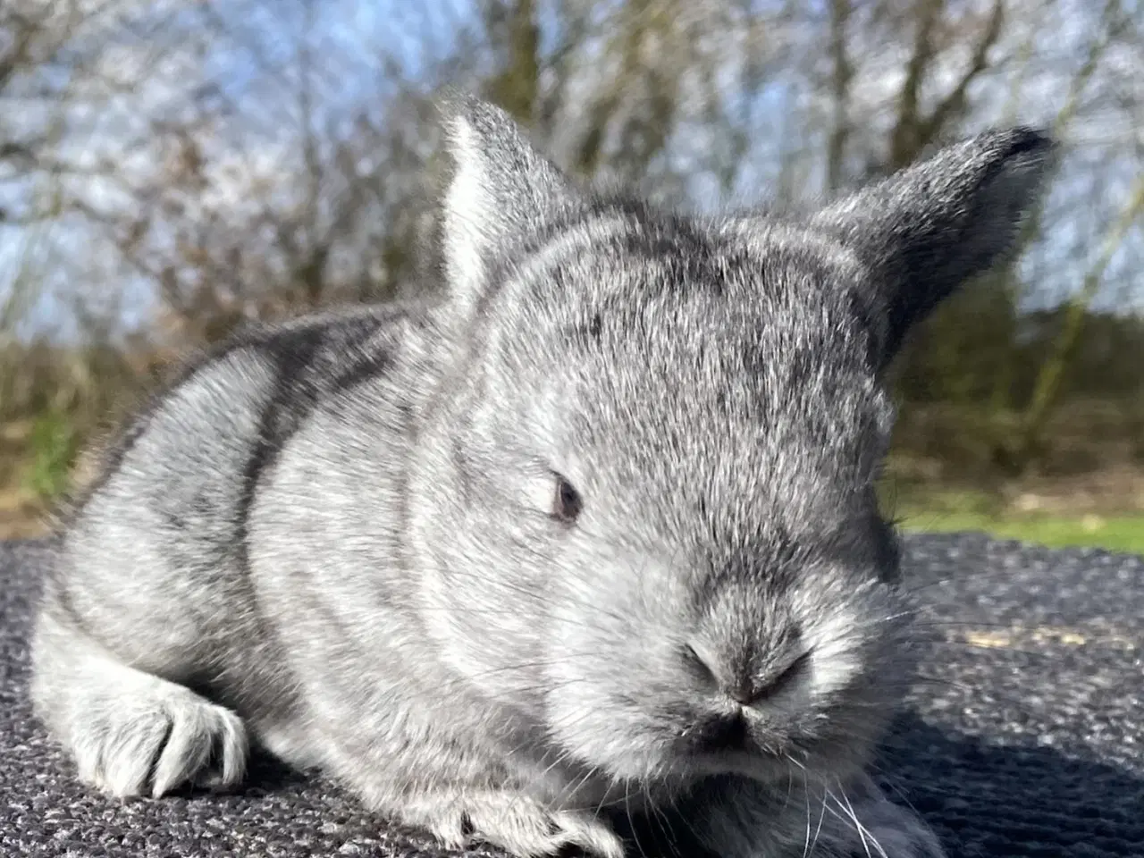 Billede 5 - FRANSK VÆDDER HUN CHINCHILLA