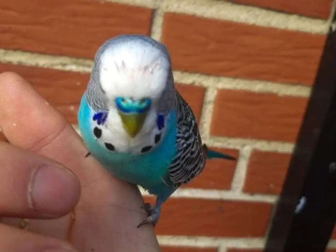 Billede 6 - Undulat (er), blå og grønne, hanner og hunner