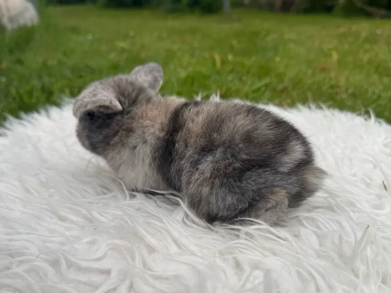 Billede 9 - Dværgvædder hun unge sælges 