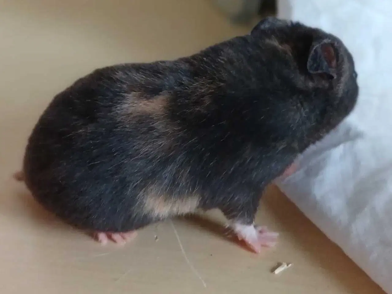 Billede 15 - Guldhamster unger 