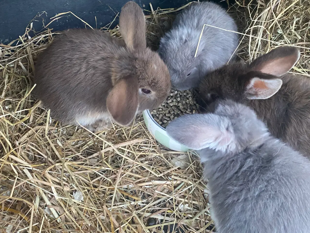 Billede 7 - Mini lop kaninunge dreng 