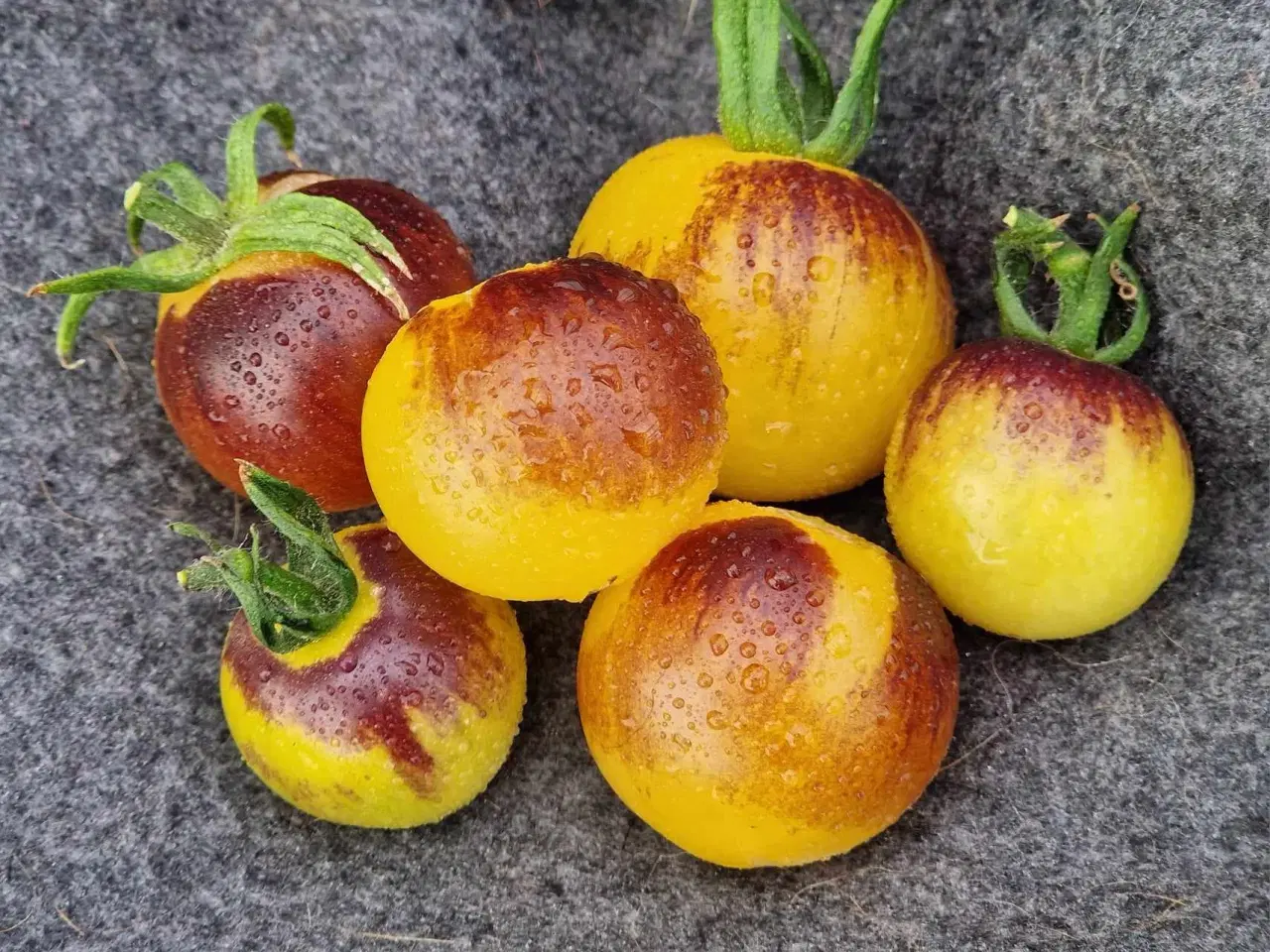 Billede 7 - 275 tomatsorter FRØ!!