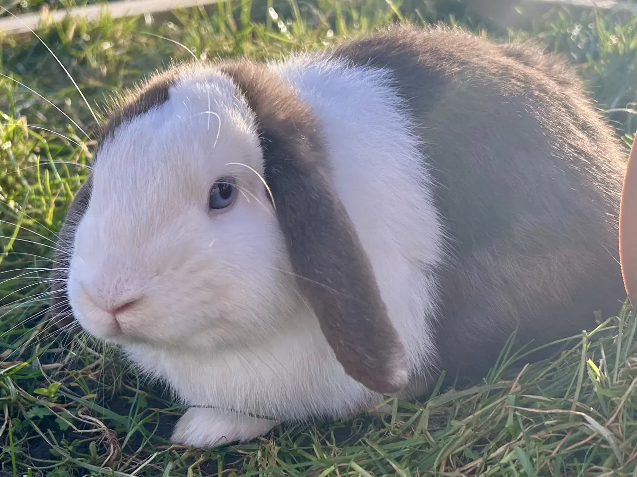 Billede 3 - Super sød og kælen dreng