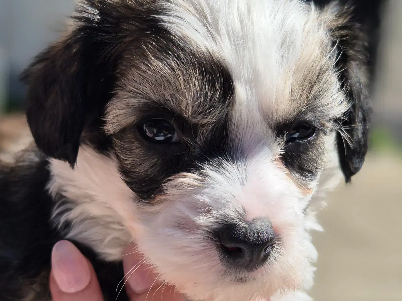 Billede 6 - Chinese crested