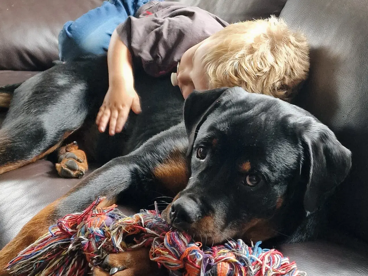 Billede 2 - Hund, rottweiler 