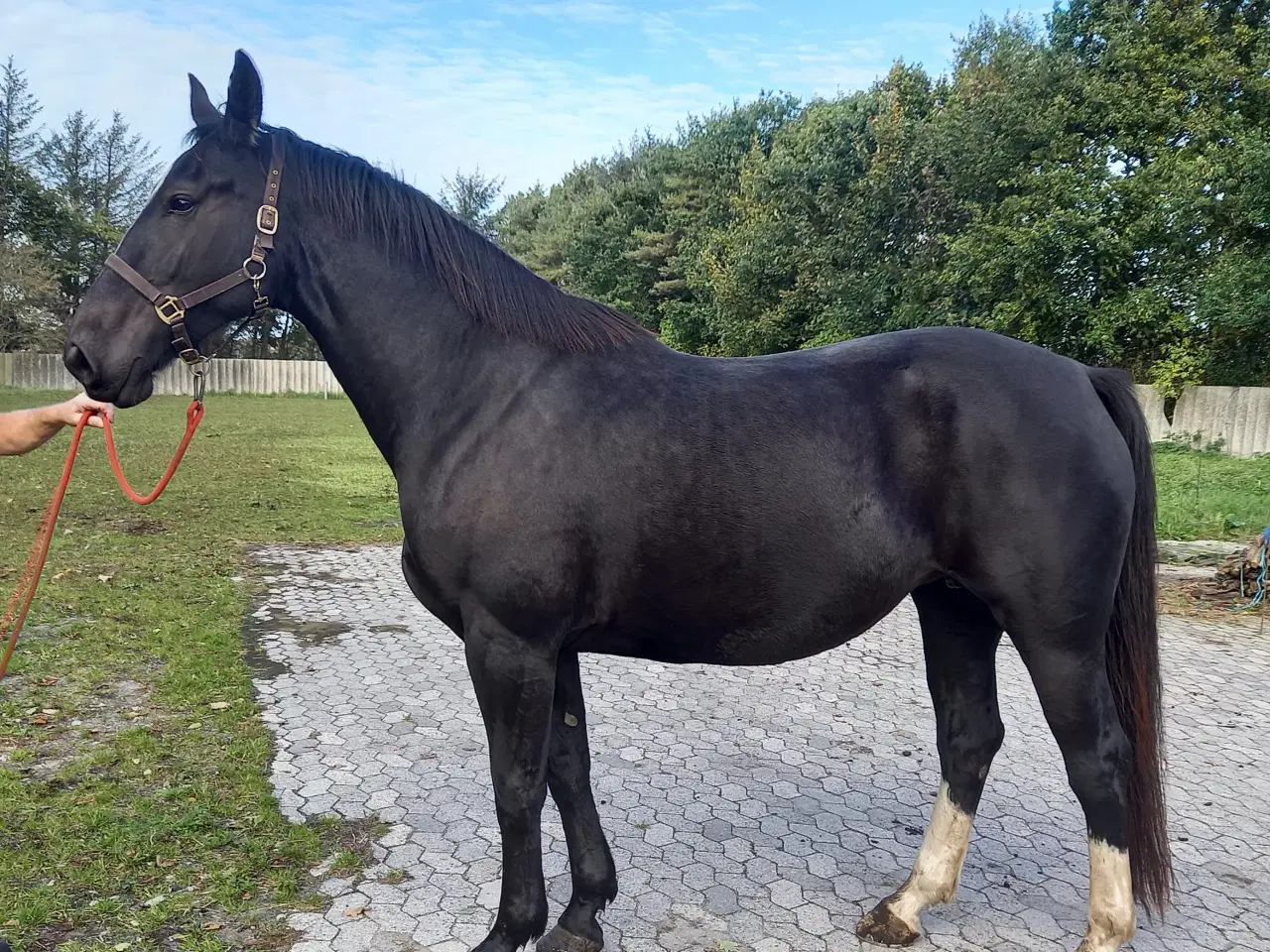 Billede 6 - Tysk Oldenborg hoppe