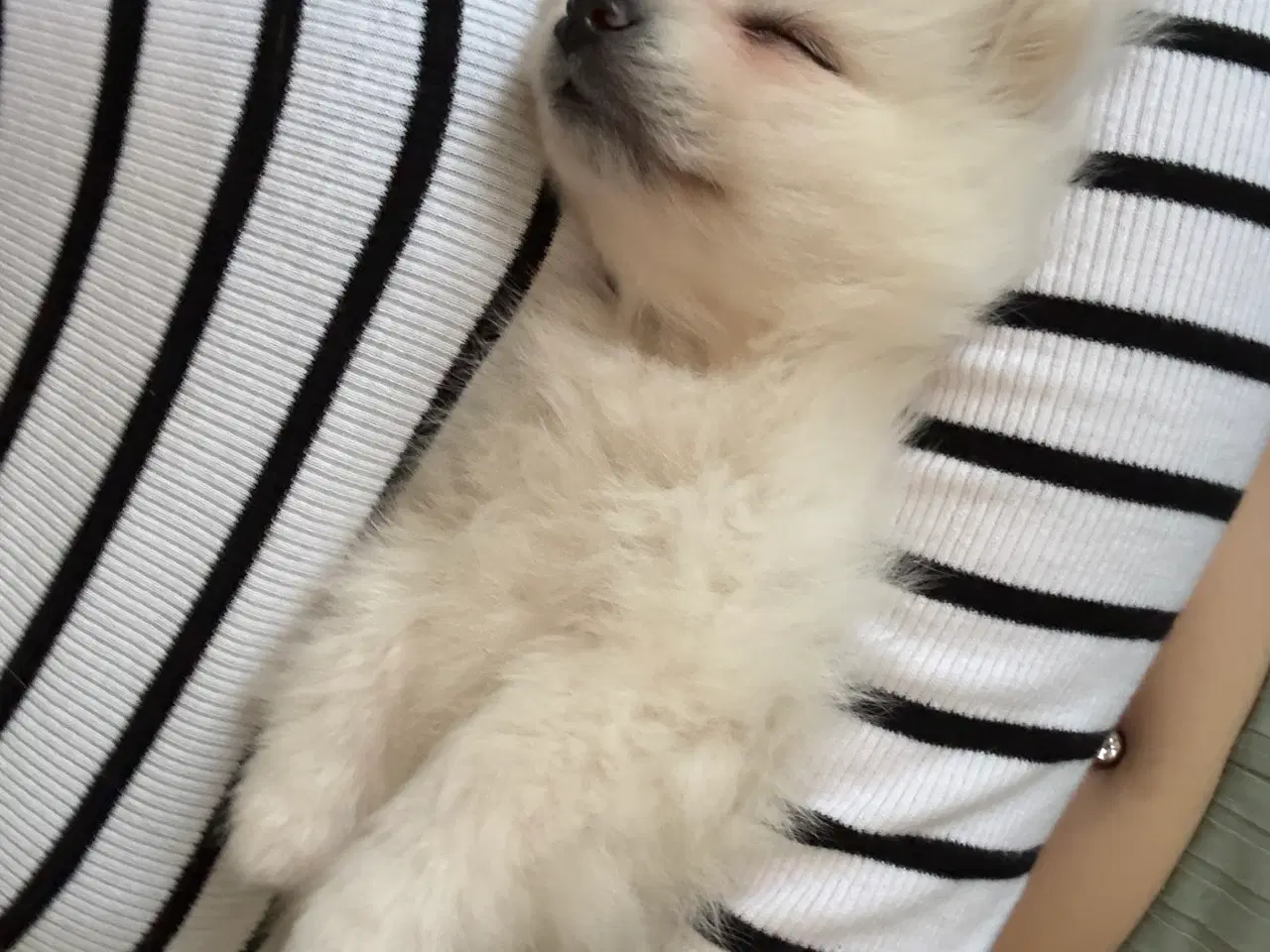 Billede 1 - Kærlig Pomeranian pige-hvalp – fuldt vaccineret,