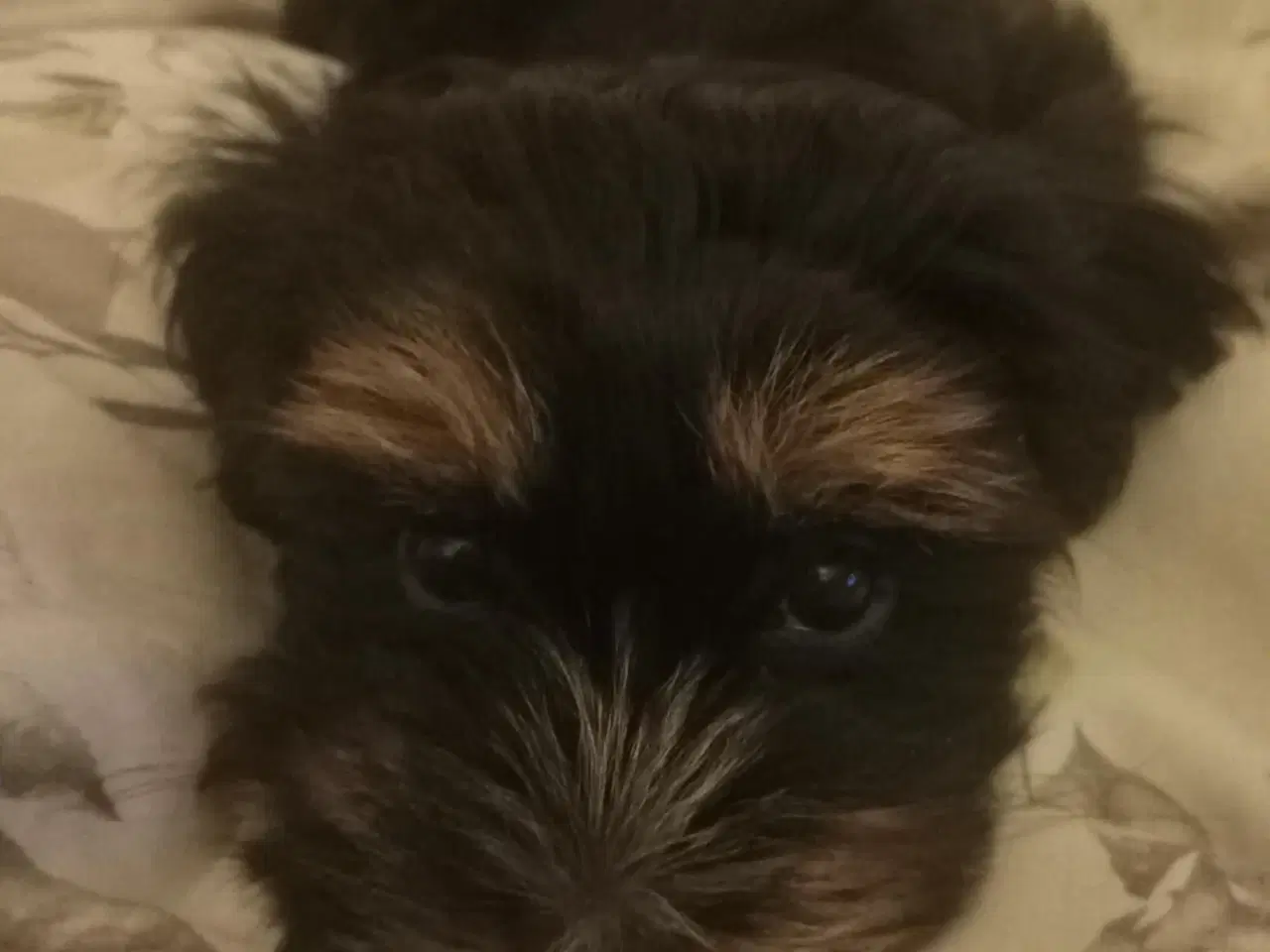 Billede 6 - Bischon havanaise pige med DKK plus tavle 