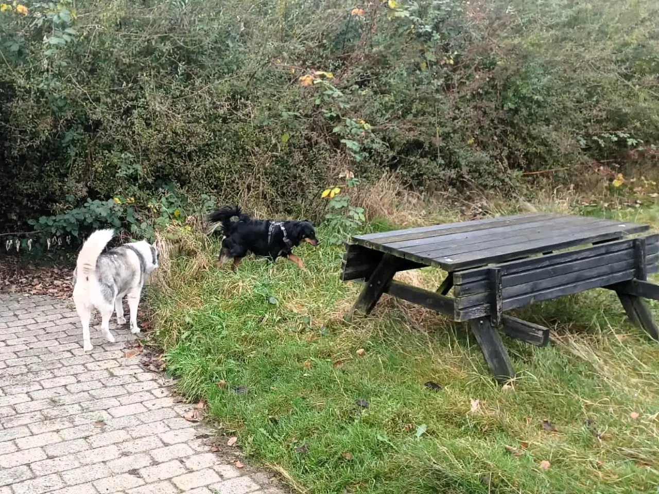 Billede 5 - Smukke milde kærlige Ozzy