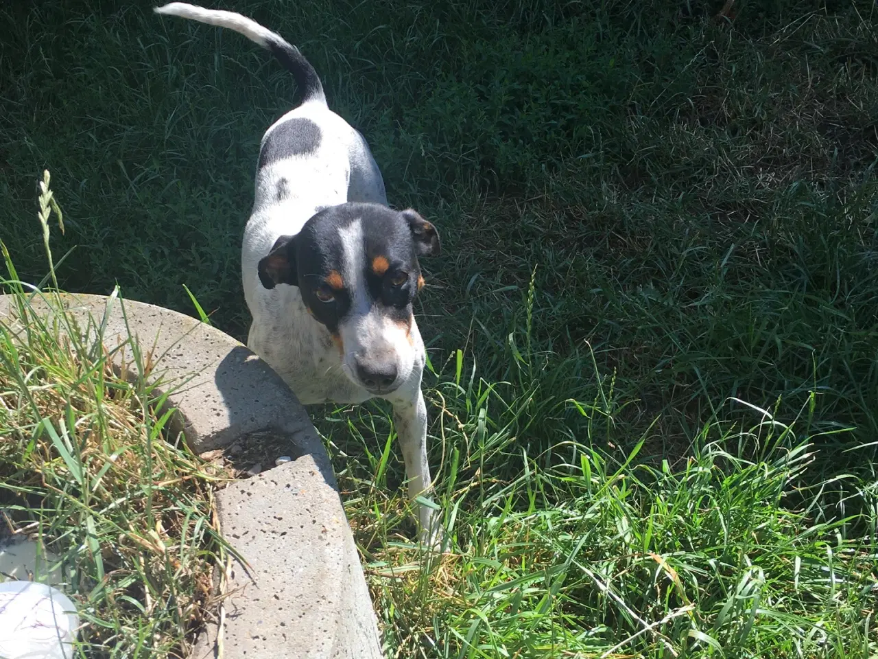 Billede 14 - Dansk svensk gårdhund hvalpe