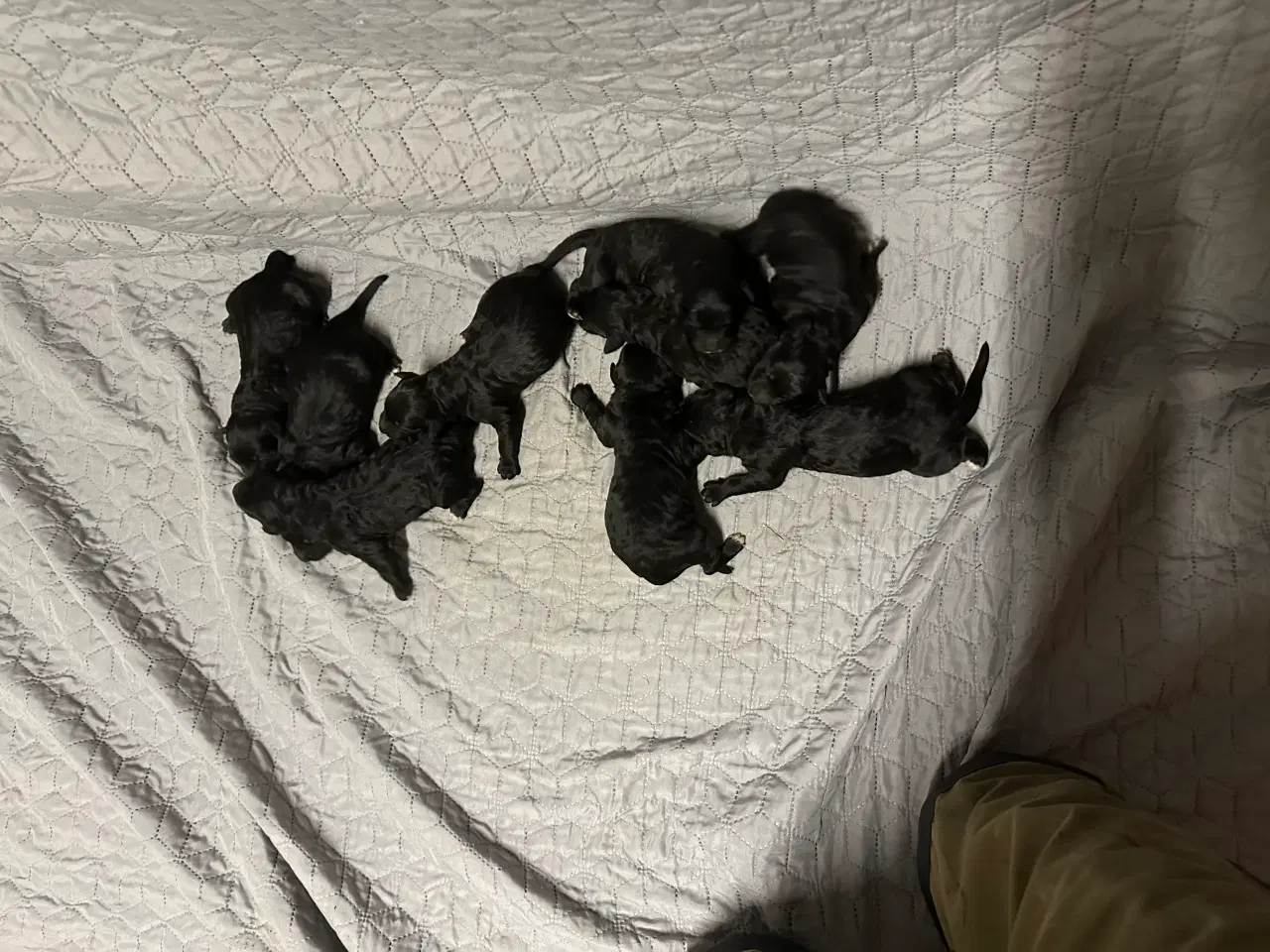 Billede 2 - Bernerdoodle hvalpe