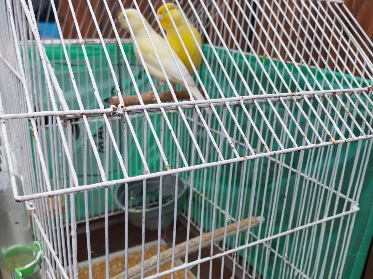 Billede 5 - 2 stk kanariefugle