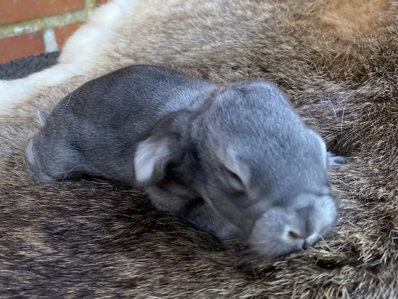 Billede 3 - FRANSK VÆDDER HAN CHINCHILLA