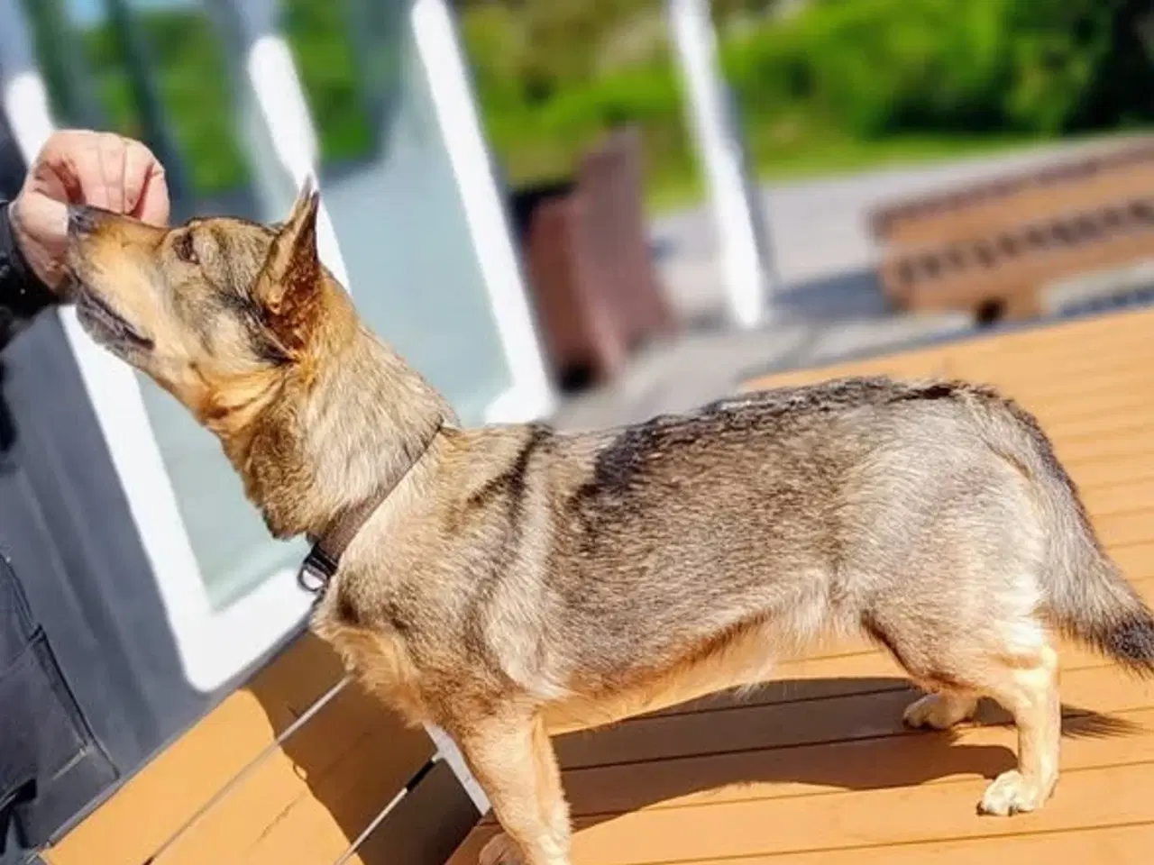 Billede 3 - Västgötaspids, Svensk Vallhund