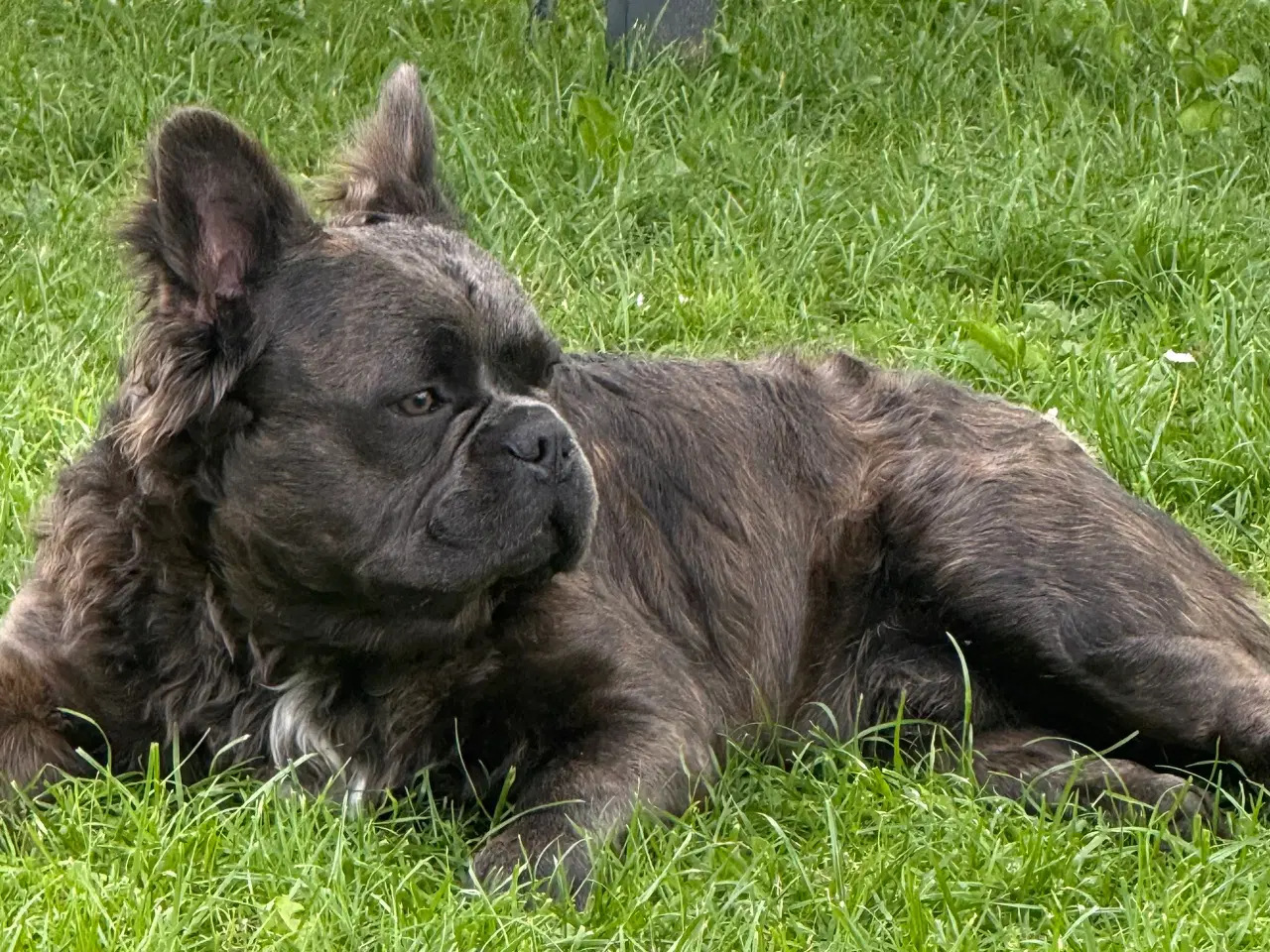 Billede 2 - Fransk bulldog fluffy med stamtavle