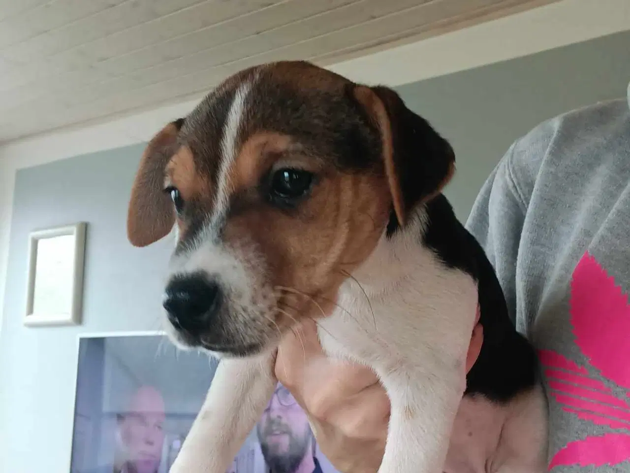 Billede 6 - Jack russel hvalpe 