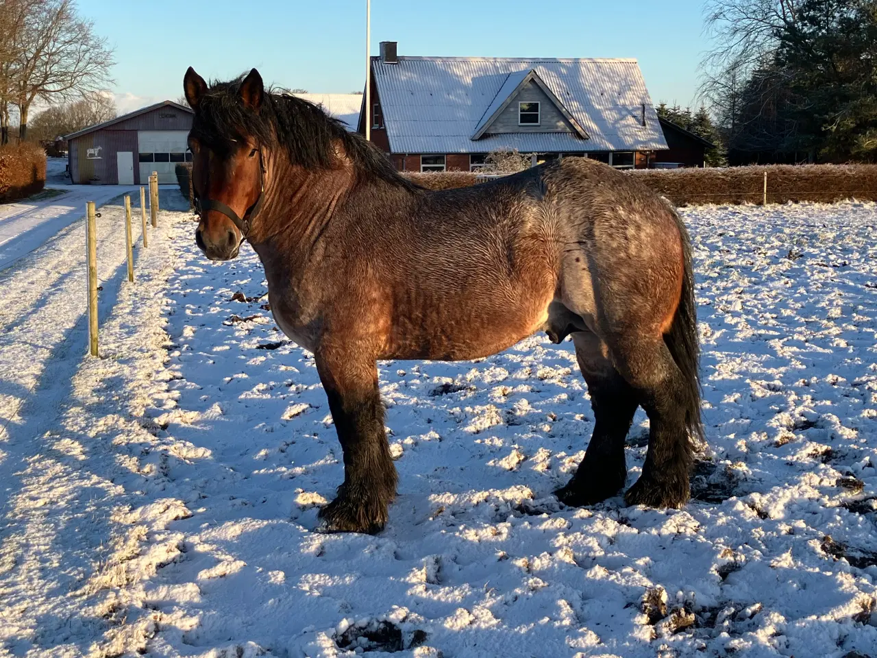 Billede 1 - Belgier Hingst