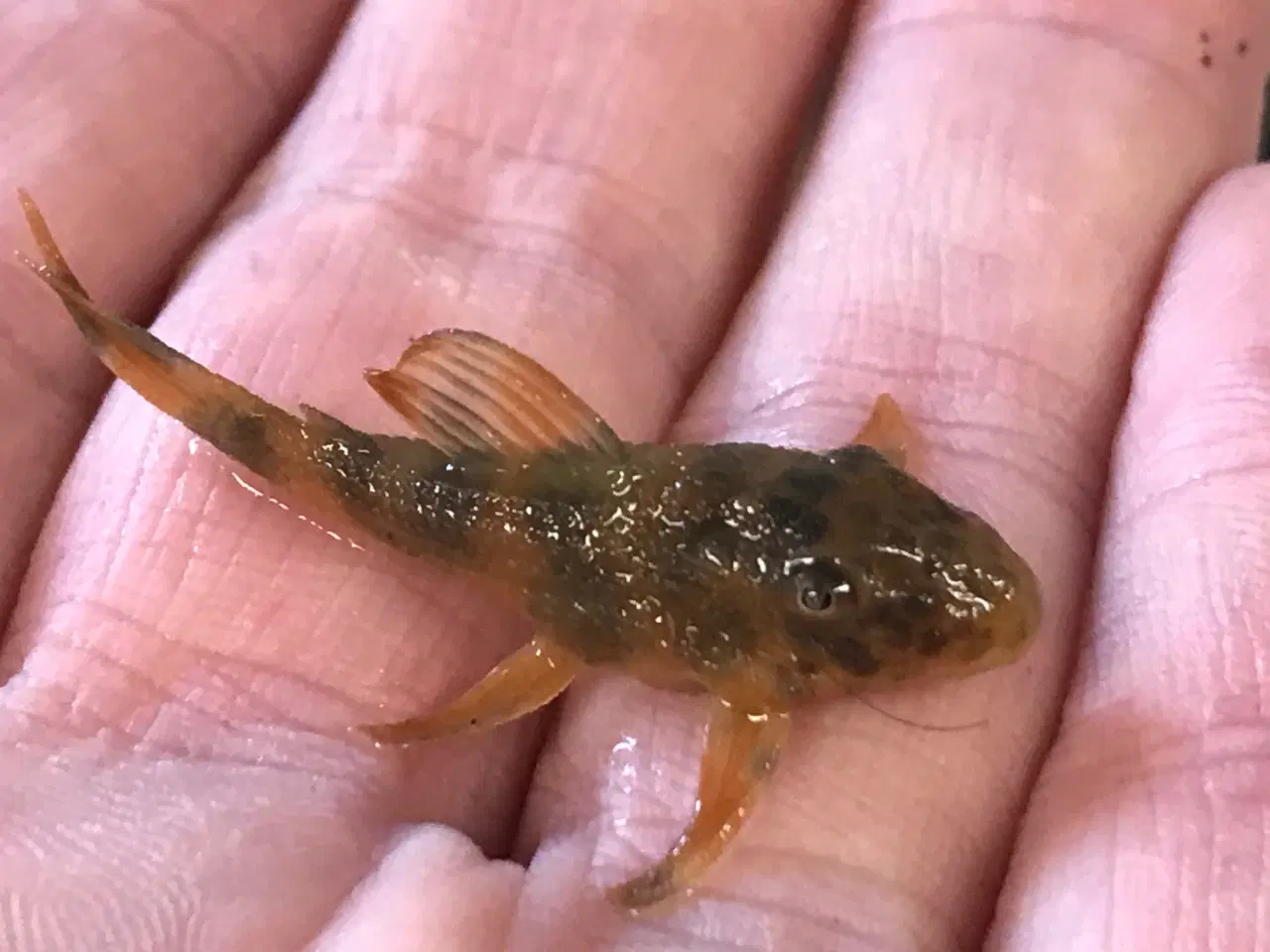 Billede 3 - Peckoltia sabaji L075