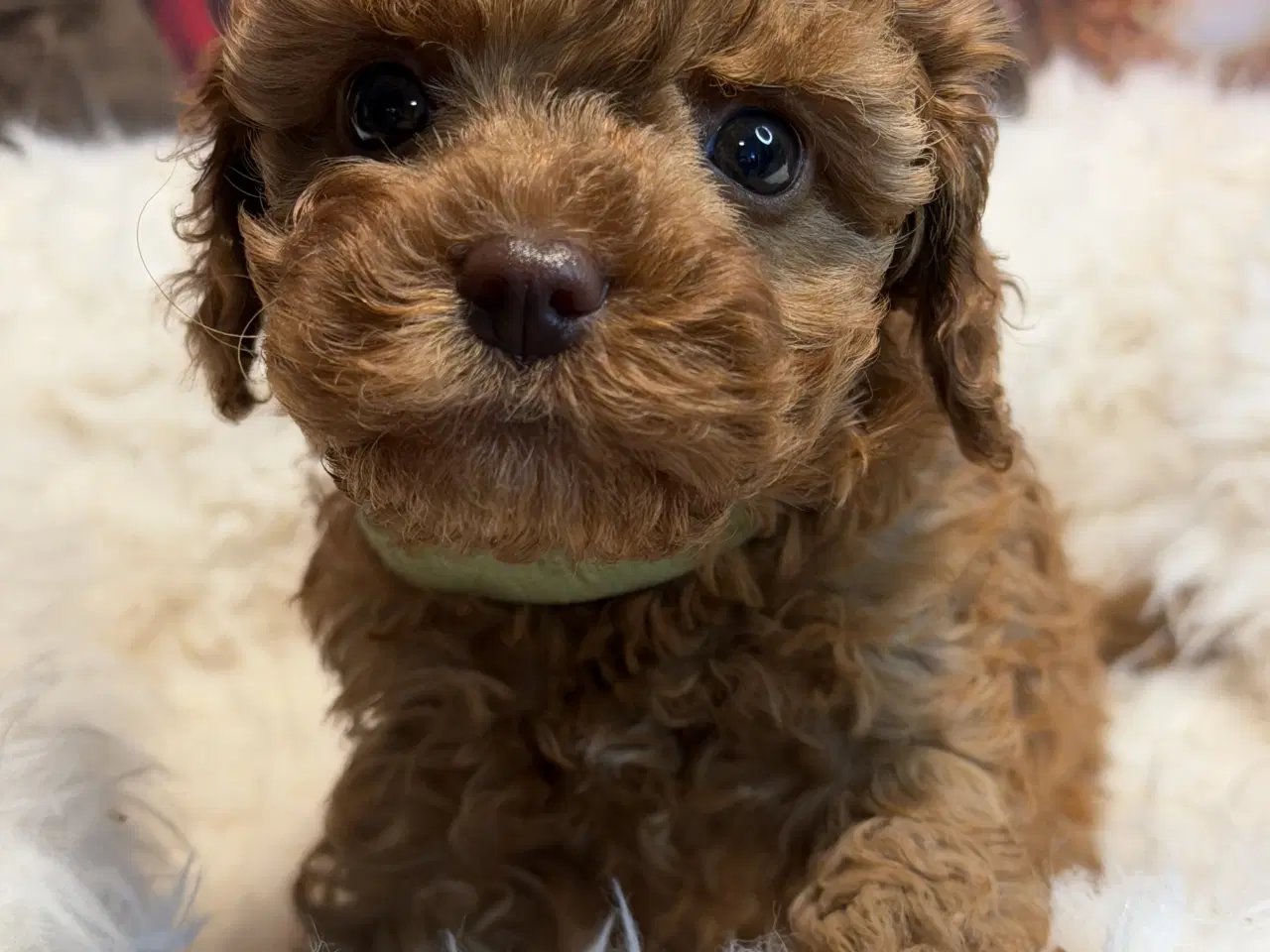 Billede 4 - ❤️🐶 Cavapoo hvalpe – 2 piger & 2 drenge 🐶