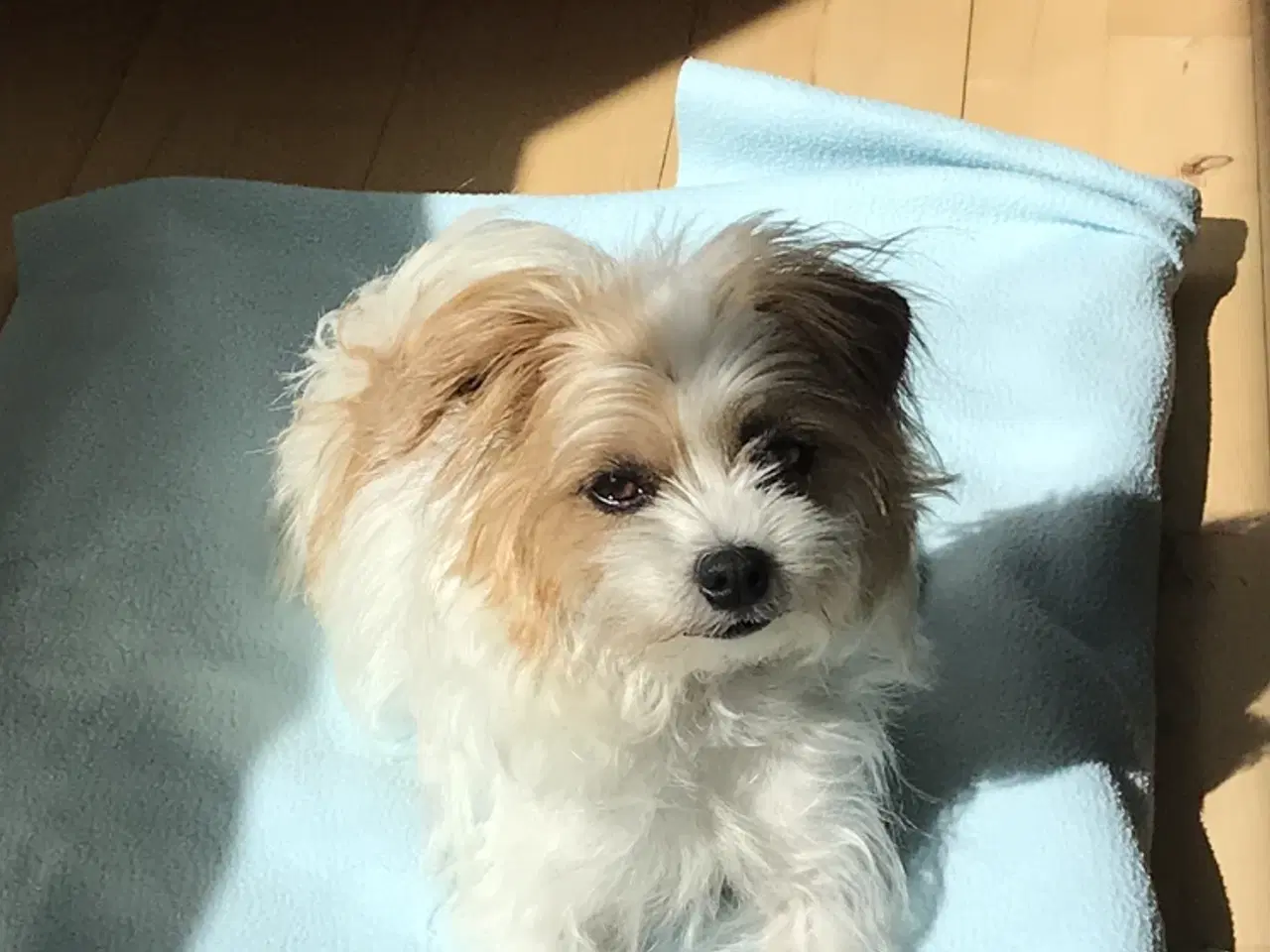 Billede 1 - Jack russell blanding tæve