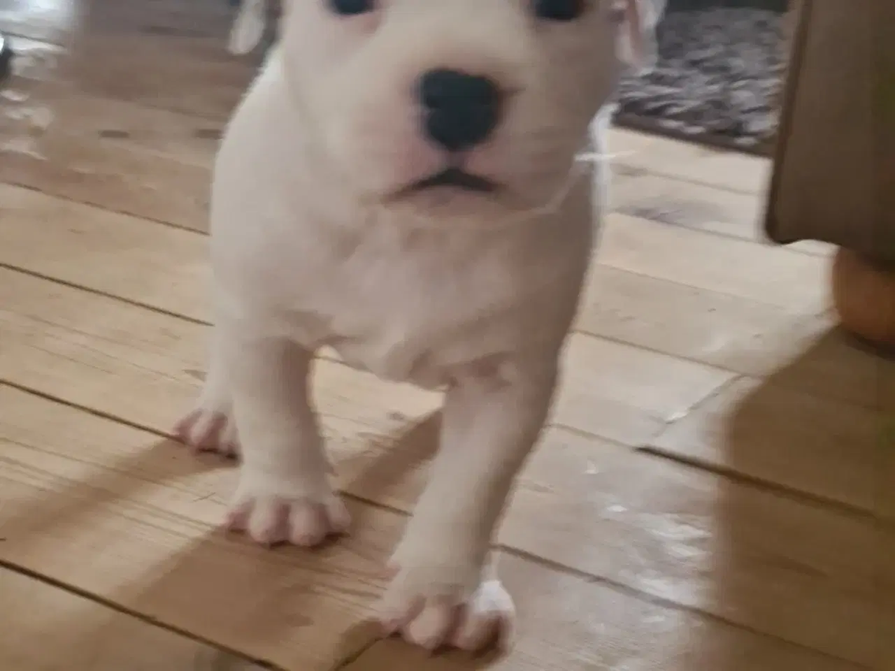 Billede 3 - Staffordshire Bullterrier hvalpe
