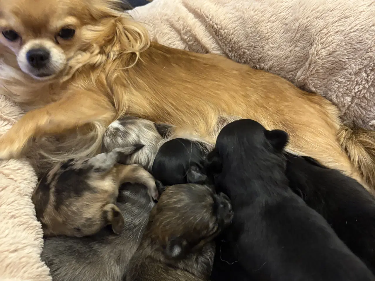 Billede 2 - 6 lækre chihuahua langhåret