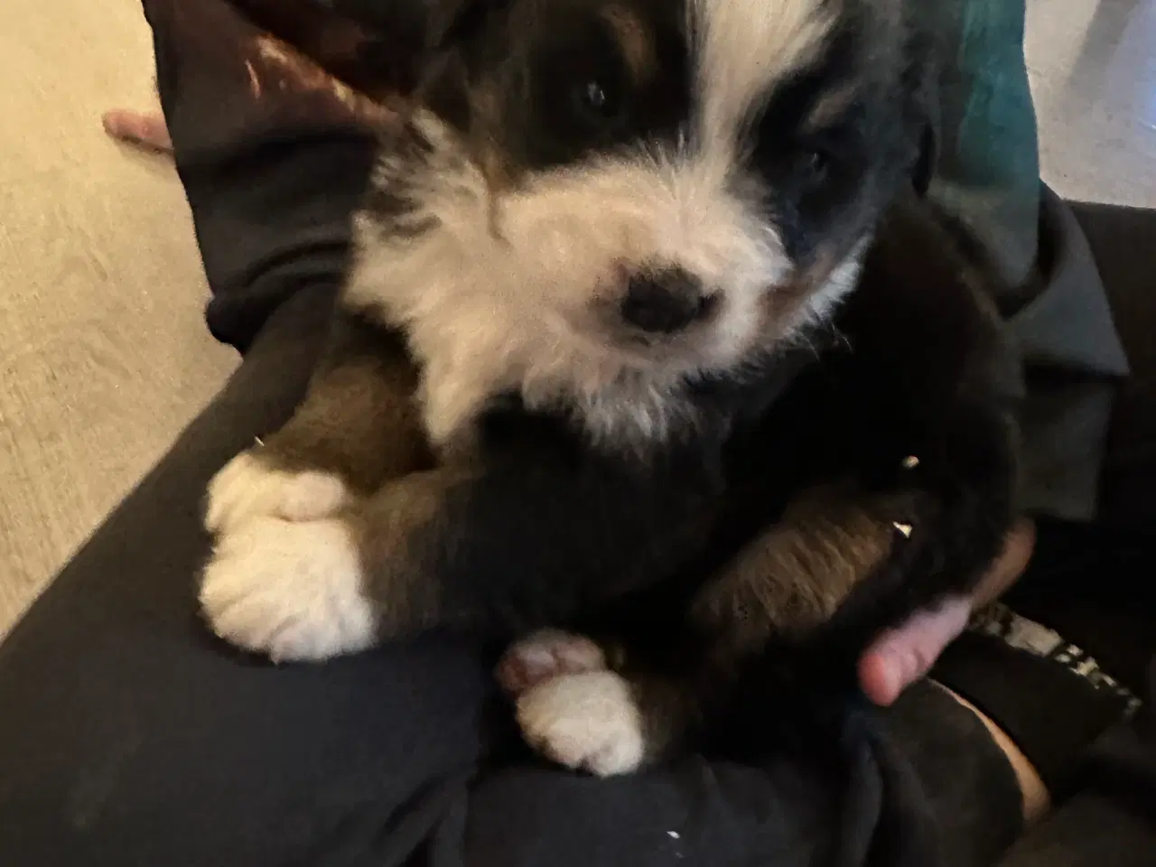 Billede 8 - Sødeste bamser sælges