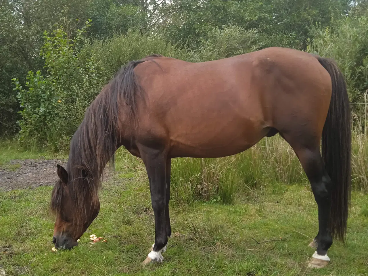 Billede 2 - Araber Hingst 