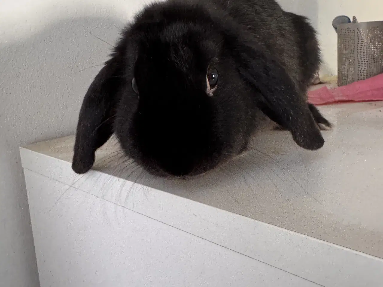 Billede 3 - Coco søger et nyt kærligt hjem 