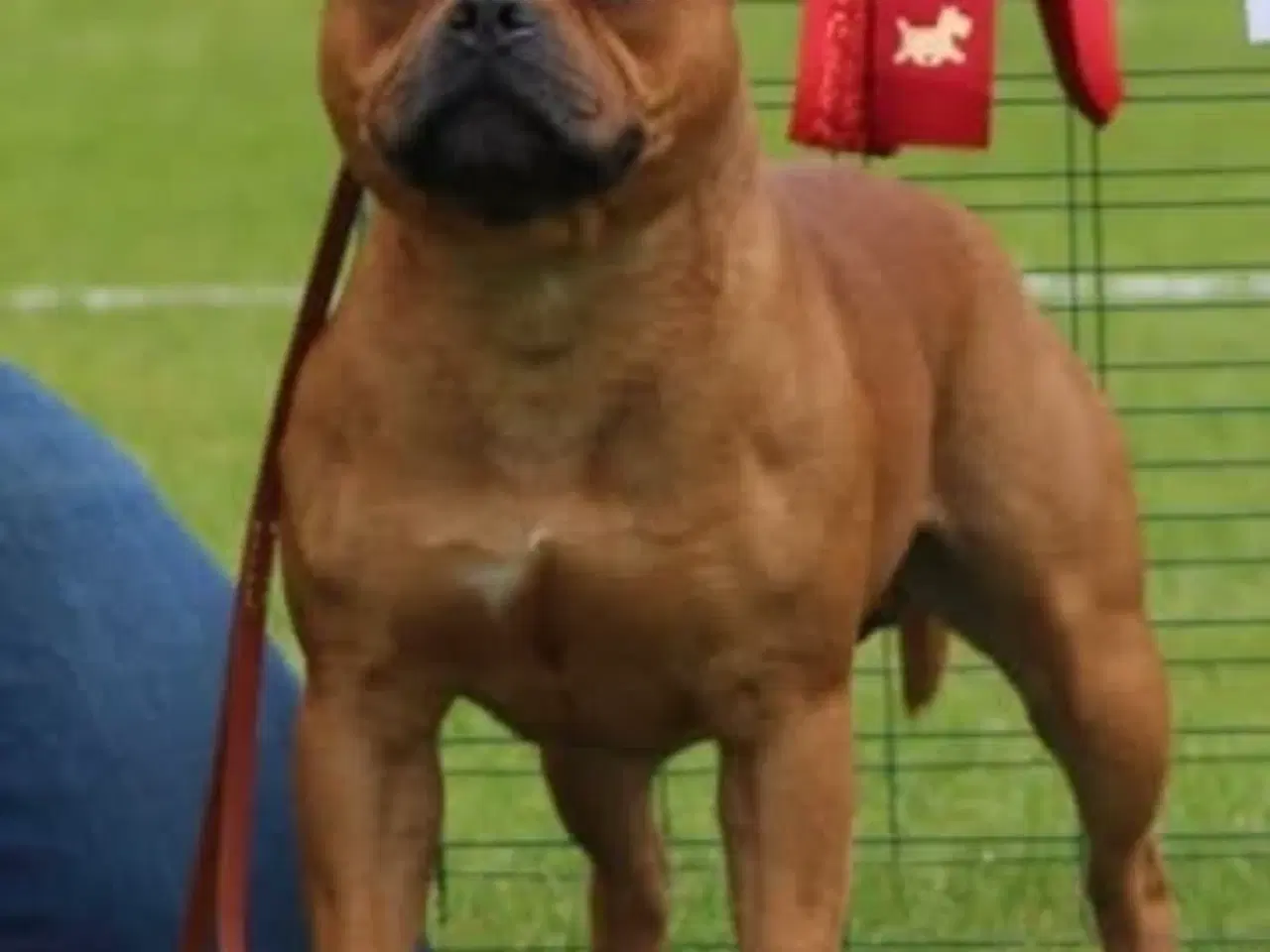 Billede 7 - Staffordshire bullterrier