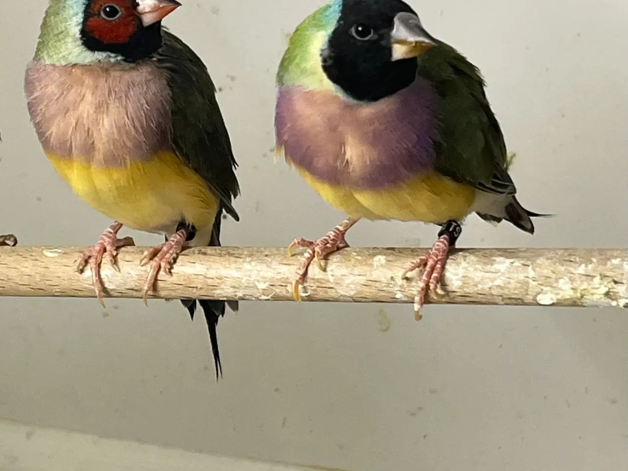 Billede 1 - Gouldsamadine 2 x 1.1