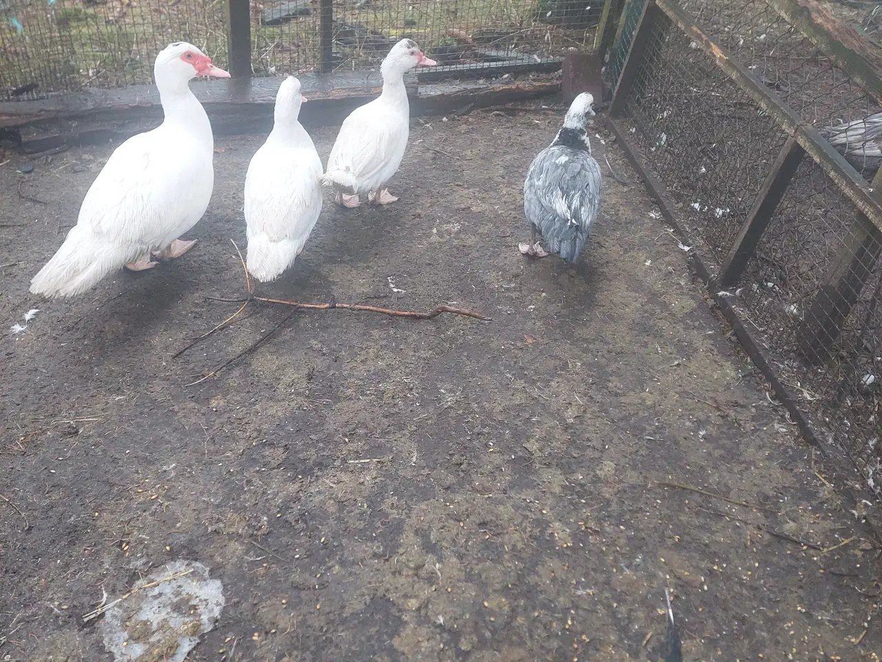 Billede 1 - Moskus ænder og andrik