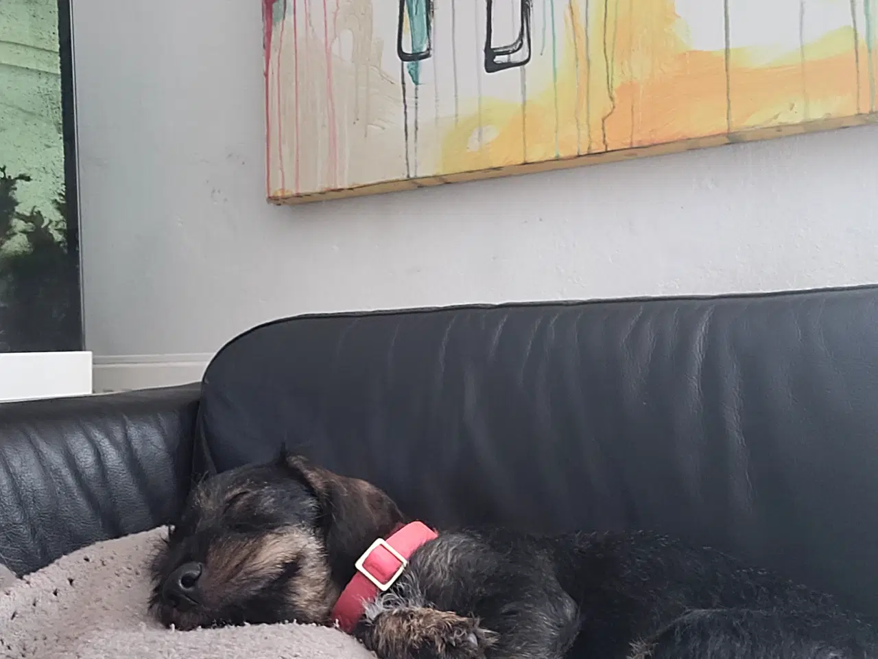 Billede 3 - Tæve 8 mdr gravhind/dansk svensk gårhund