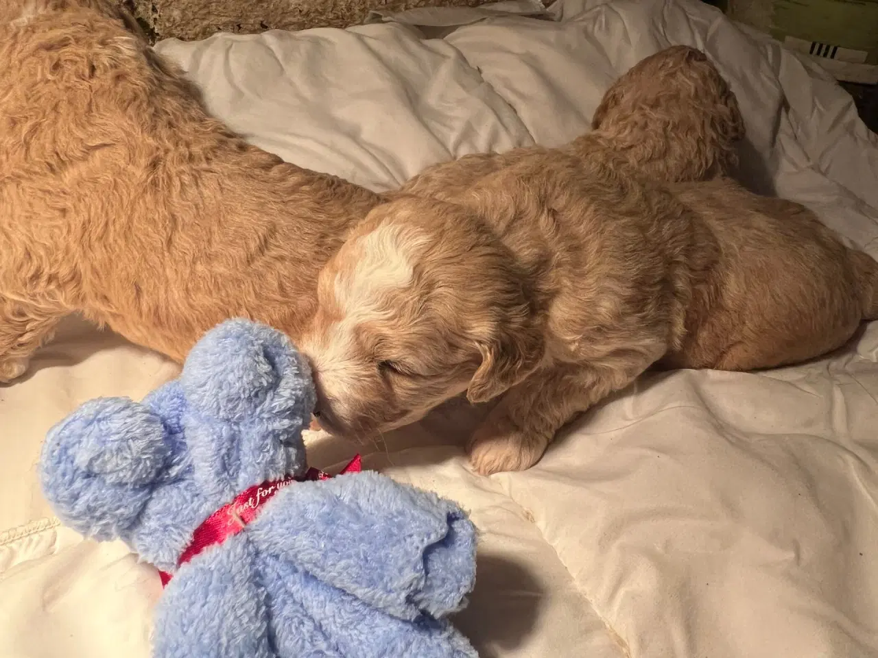 Billede 3 - Super lækre, og kraftige Lagotto / Spansk Vandhund