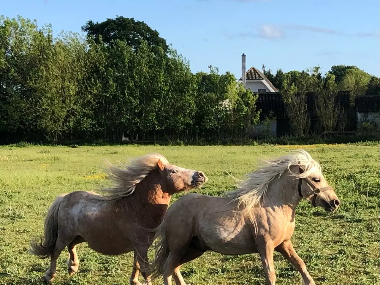 Billede 4 - Welsh / shetlænder 