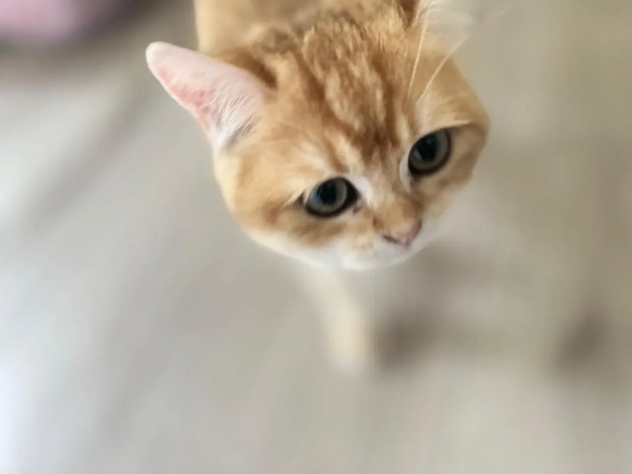 Billede 4 - British short hair golden cat 